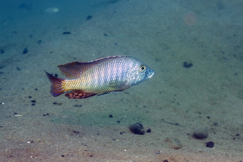 Lethrinops lethrinus 'Malopa'